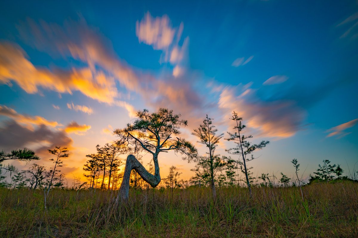 Silhouetted tree and grass field under a vibrant orange and blue sunset sky with streaked clouds, warm and dramatic