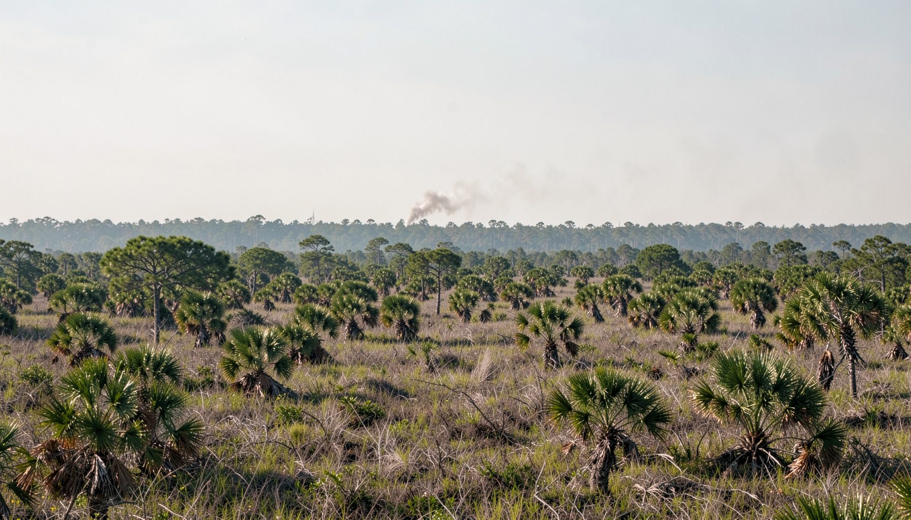 Expansive pine flatwoods landscape under a hazy sky, with scattered saw palmetto in the understory and a distant line of trees in muted greens and browns
